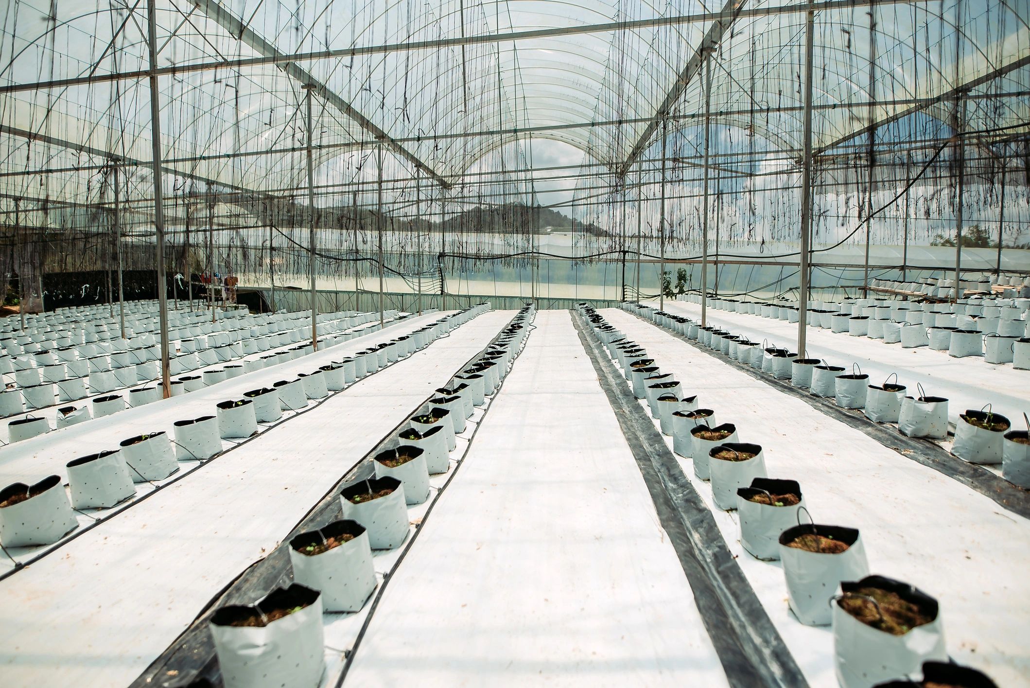 Rows of plants growing in a greenhouse