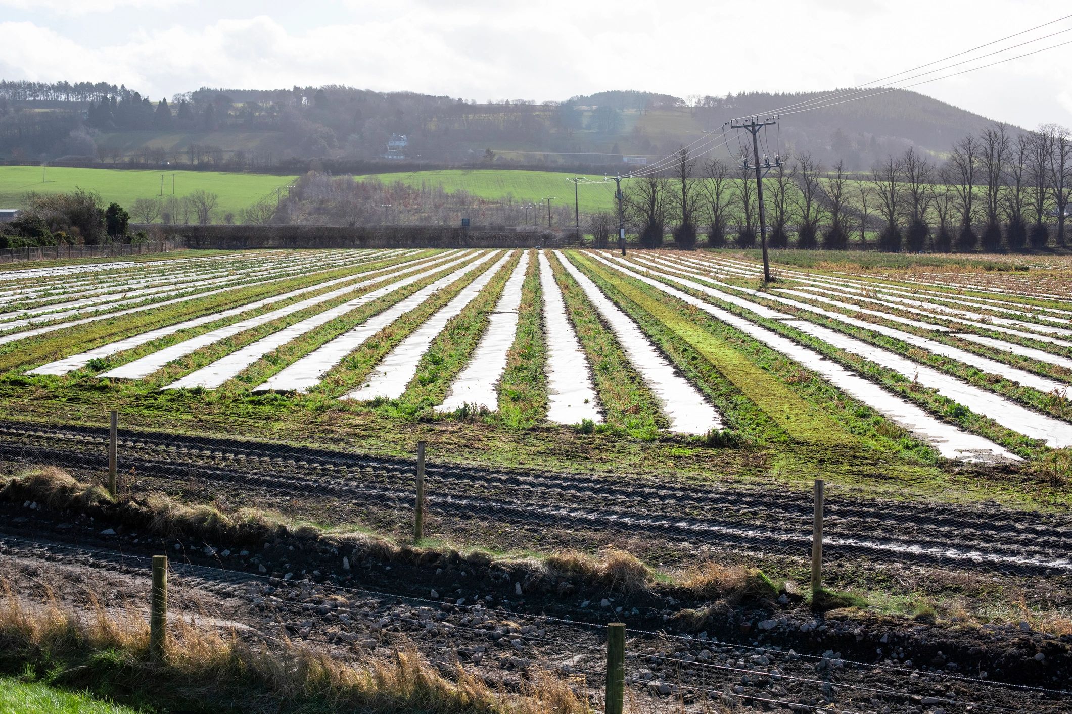 Wide agricultural field landscape