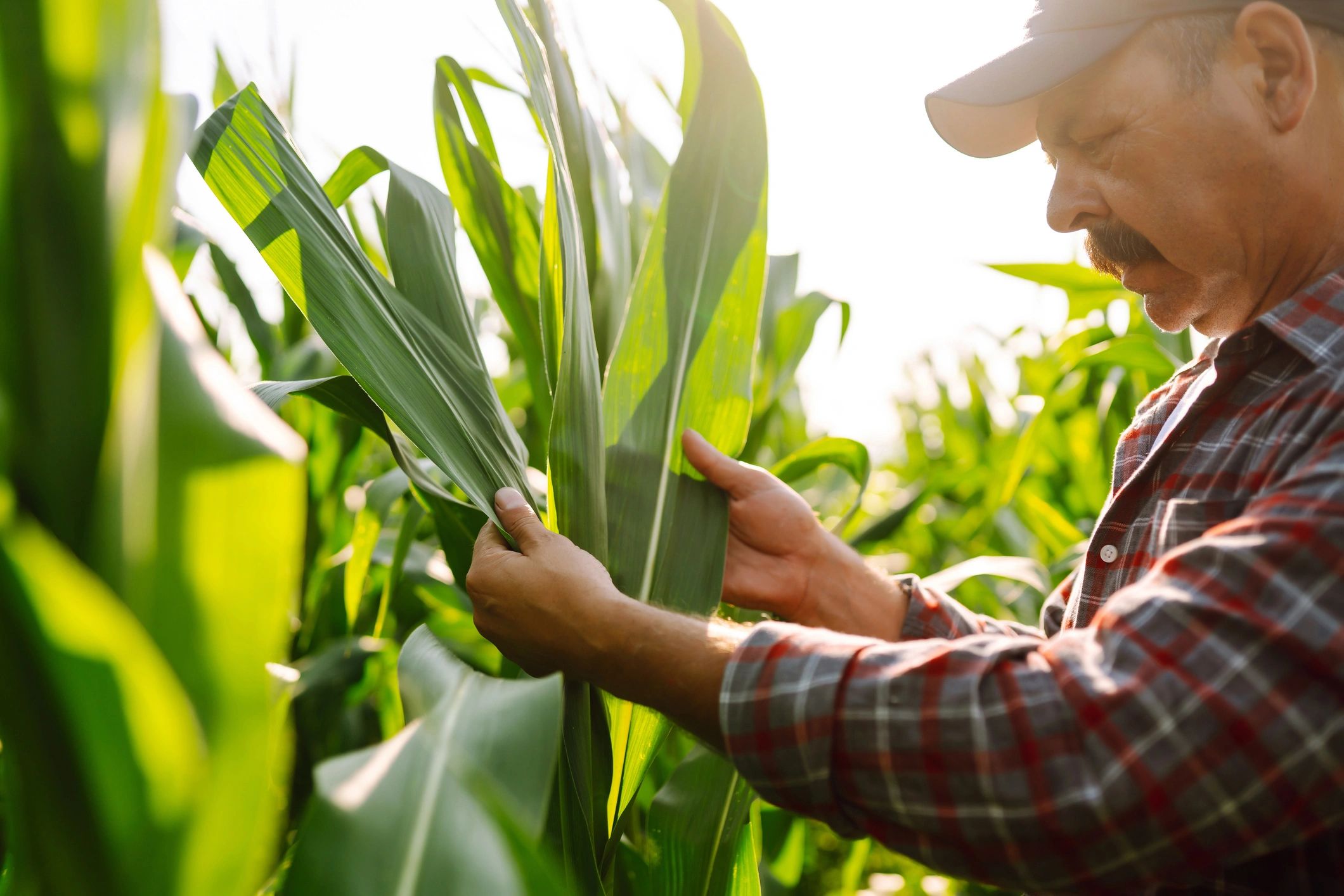 Agricultural professional examining crops in a field