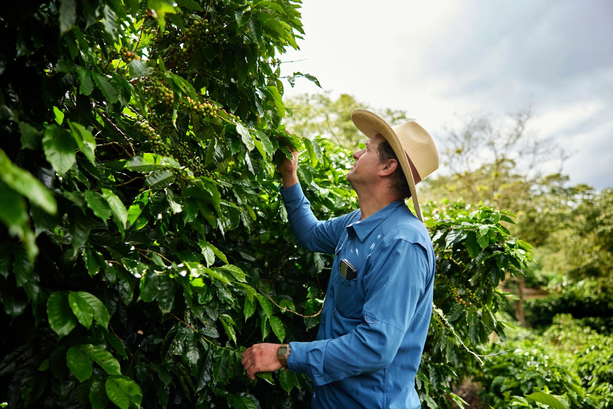 Agricultural specialist inspecting plants