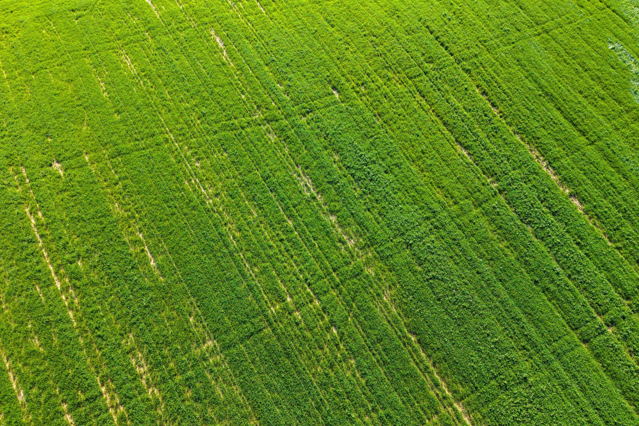 Aerial view of green agricultural fields representing agricultural development