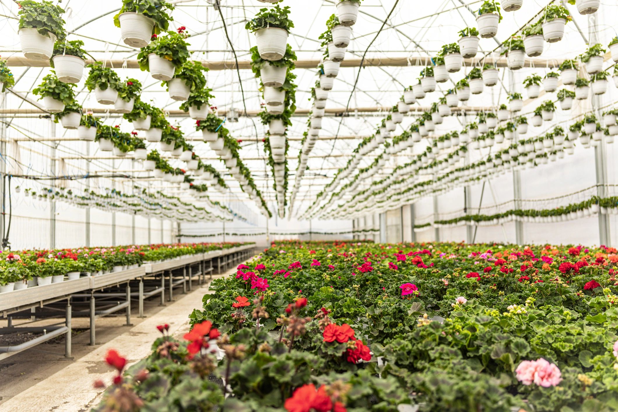 Plants growing inside a controlled greenhouse